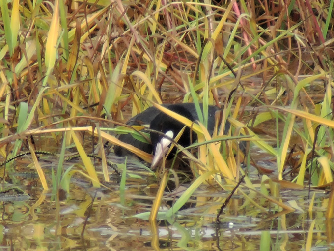 Eurasian Coot