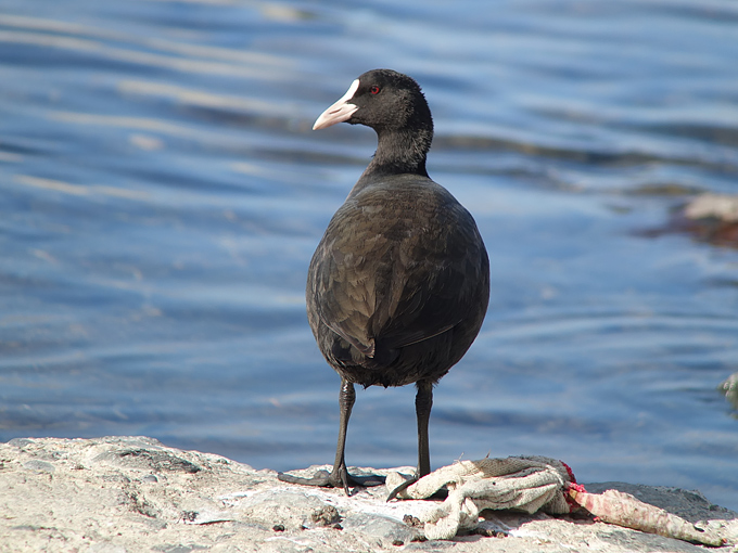 Eurasian Coot