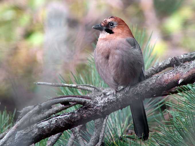 Eurasian Jay