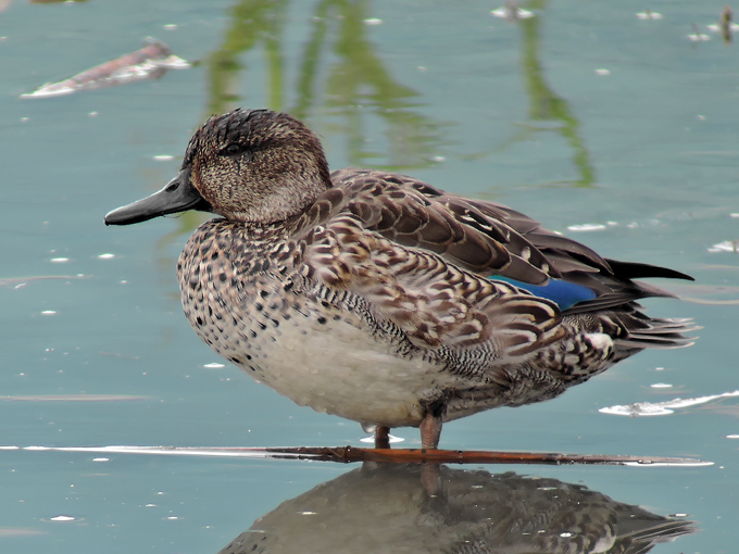 Eurasian Teal