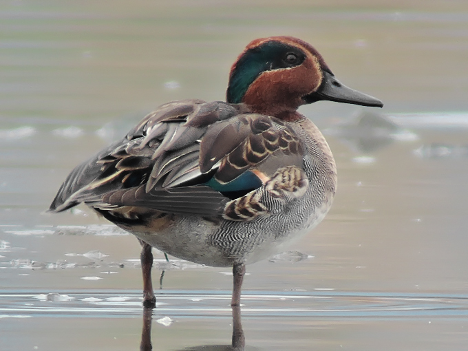 Eurasian Teal