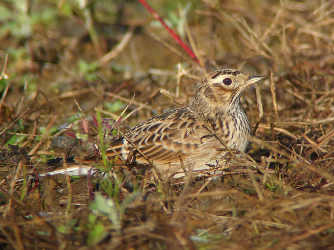 Far Eastern Skylark