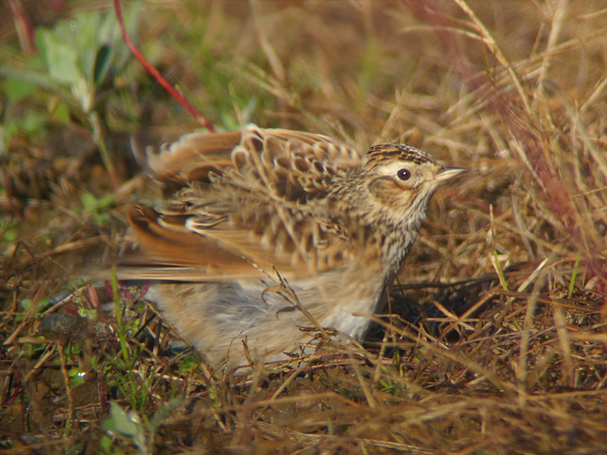 Far Eastern Skylark