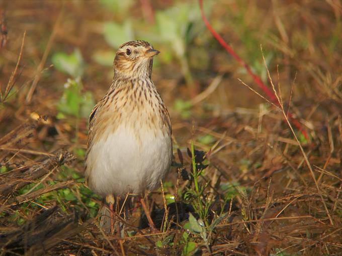 Far Eastern Skylark