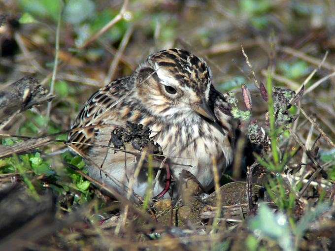 Far Eastern Skylark