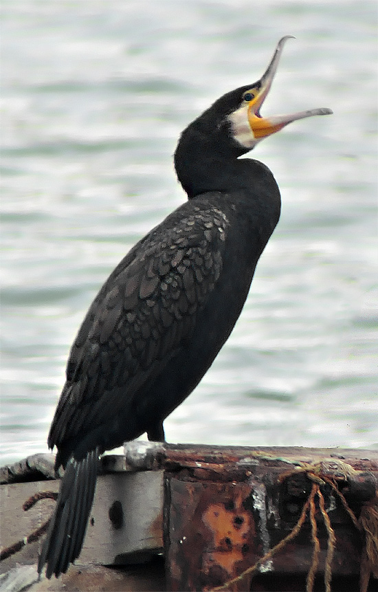 Great Cormorant