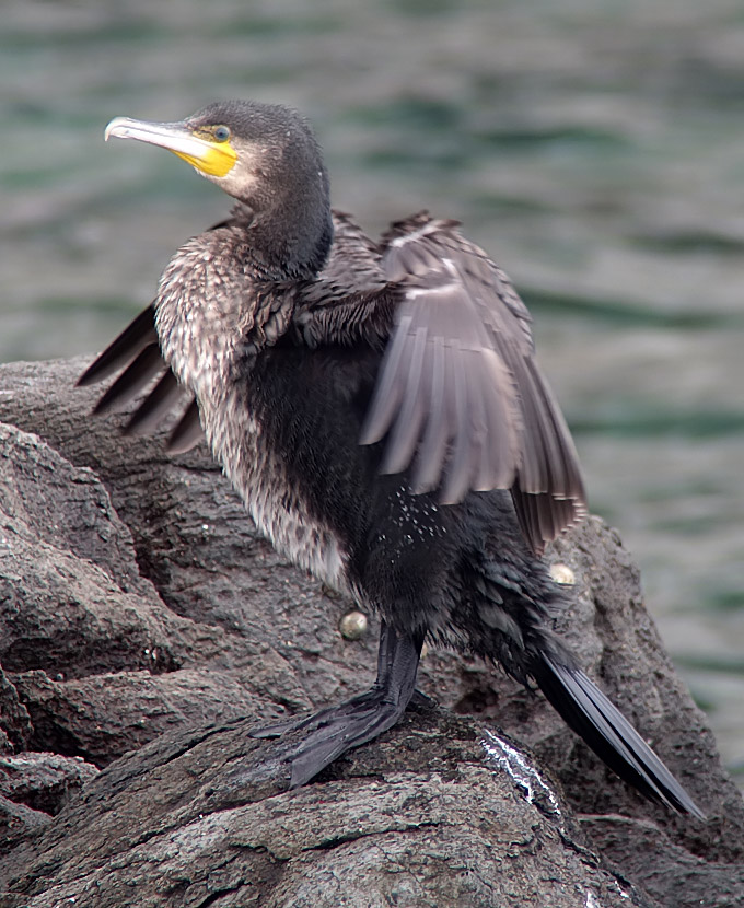 Great Cormorant