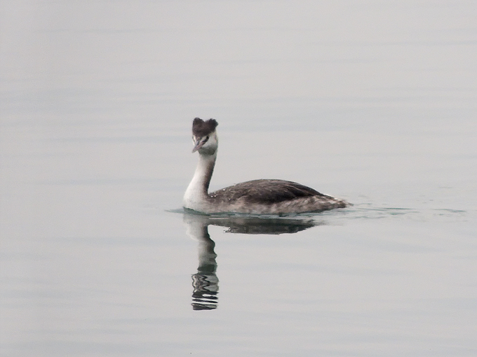 Great Crested Grebe