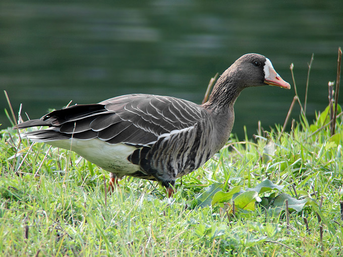 Greater White-fronted Goose