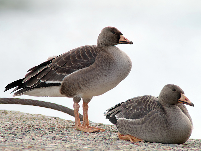 Greater White-fronted Goose