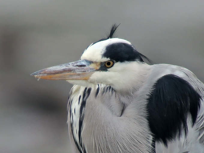 Grey Heron