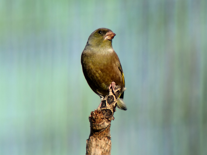 Grey-capped Greenfinch