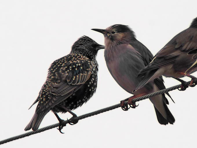 Hybrid Red-billed and White-cheeked Starling