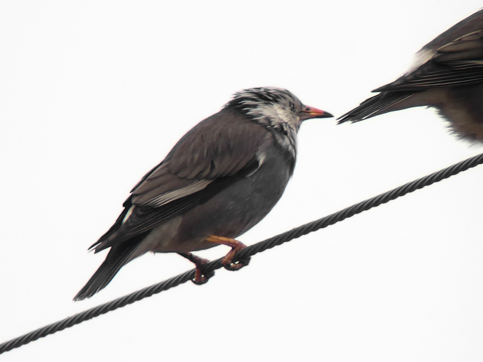 Presumed Hybrid Red-billed and White-cheeked Starling
