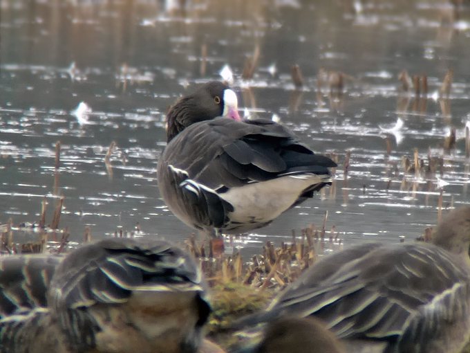Lesser White-fronted Goose