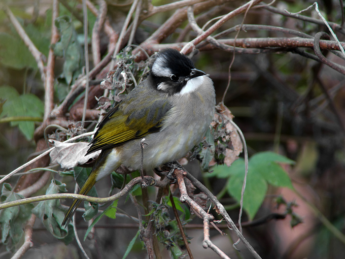 Light-vented Bulbul