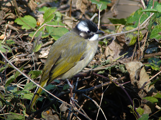 Light-vented Bulbul