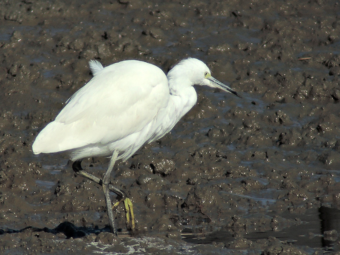 Little Egret