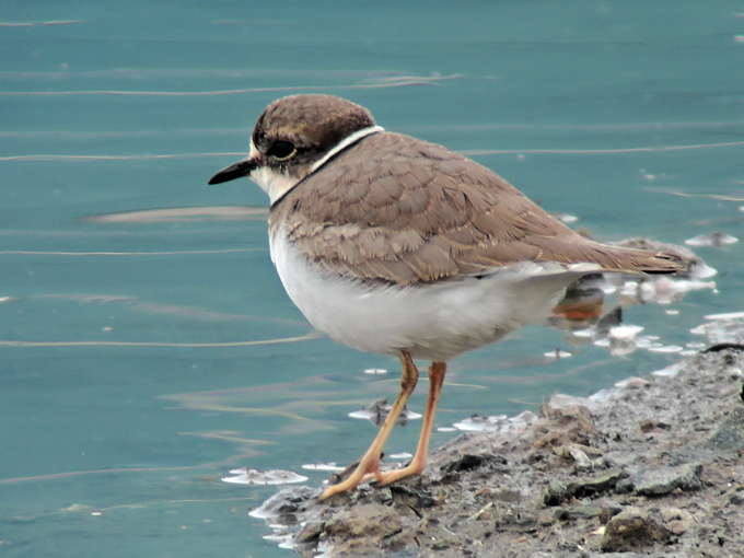 Long-billed Plover
