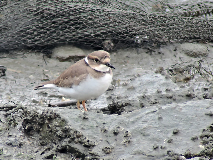 Long-billed Plover