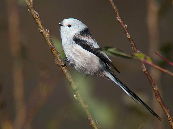 Long-tailed Tit