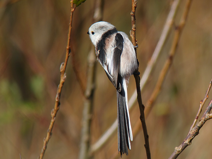 Long-tailed Tit