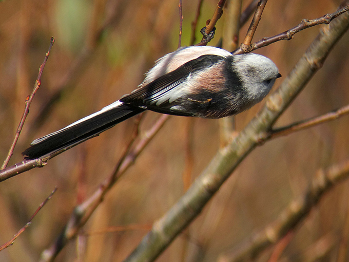 Long-tailed Tit