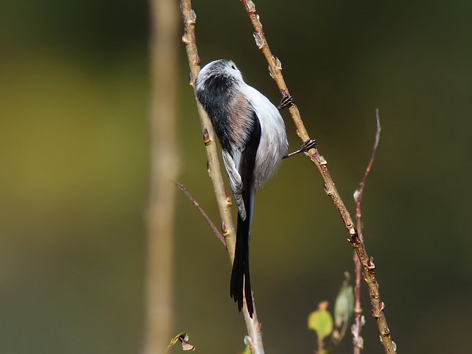 Long-tailed Tit