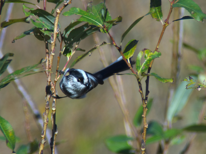 Long-tailed Tit
