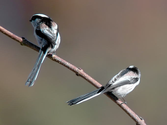 Long-tailed Tit