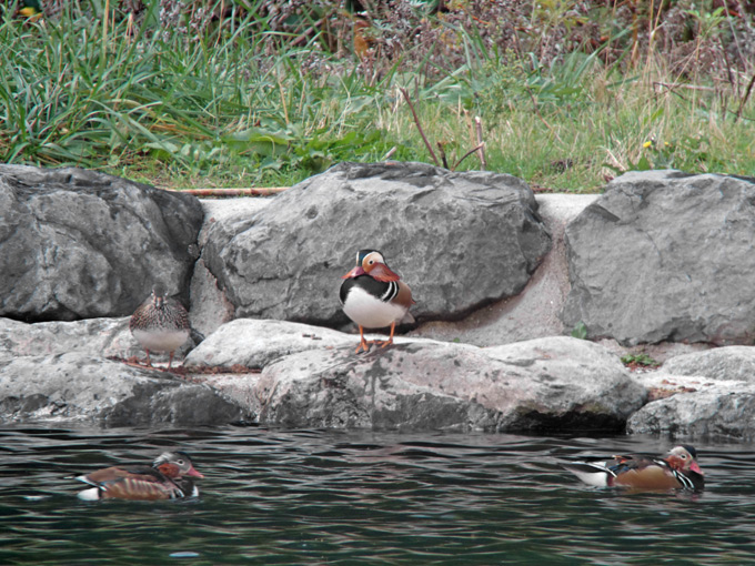 Mandarin Duck