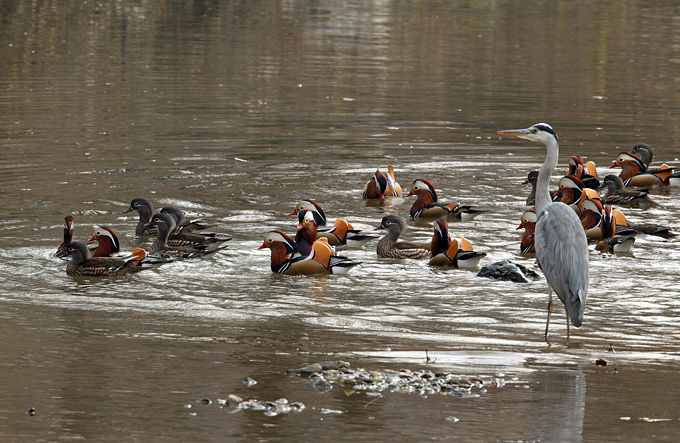 Mandarin Duck