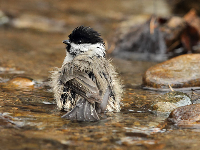 Marsh Tit