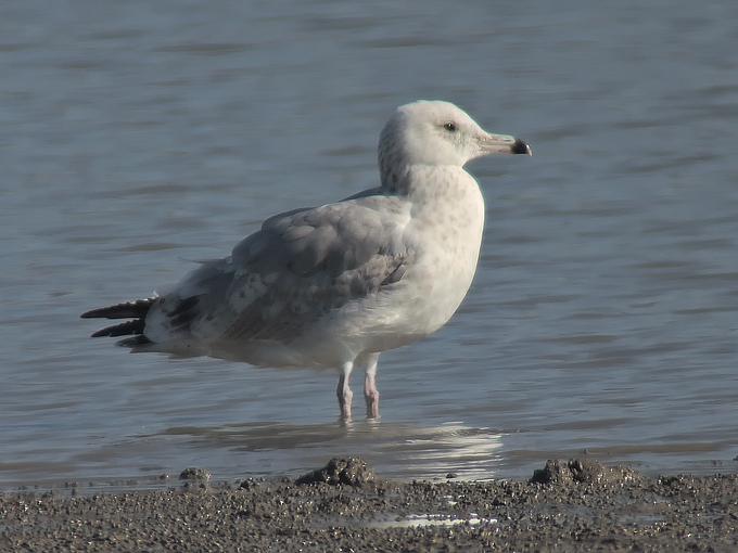 Mongolian Gull