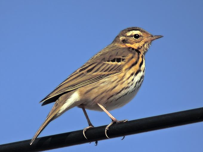 Olive-backed Pipit