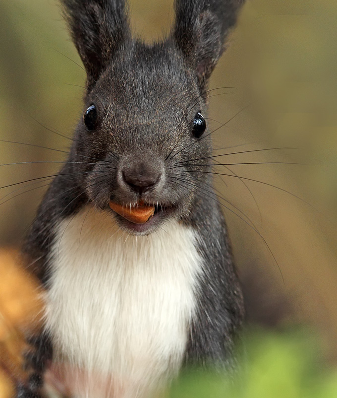 Red Squirrel