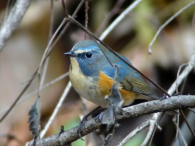 Red-flanked Bluetail, Starling and Thrushes