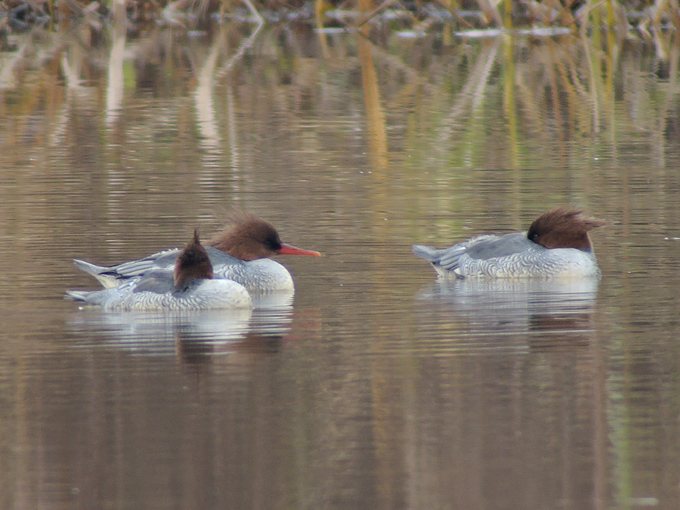 Scaly-sided Merganser