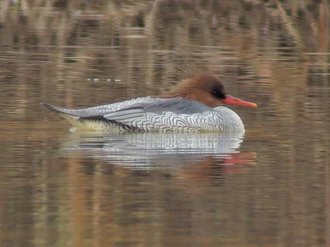 Scaly-sided Merganser