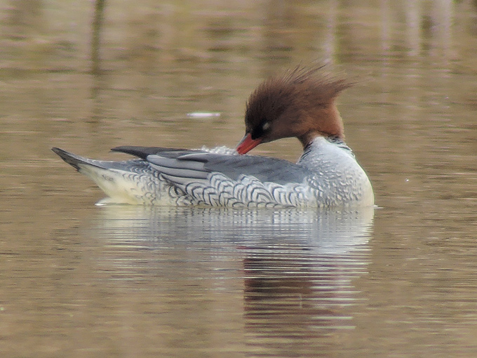 Scaly-sided Merganser