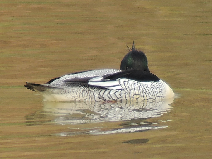 Scaly-sided Merganser