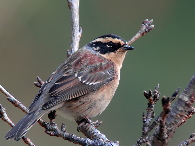 Siberian Accentor