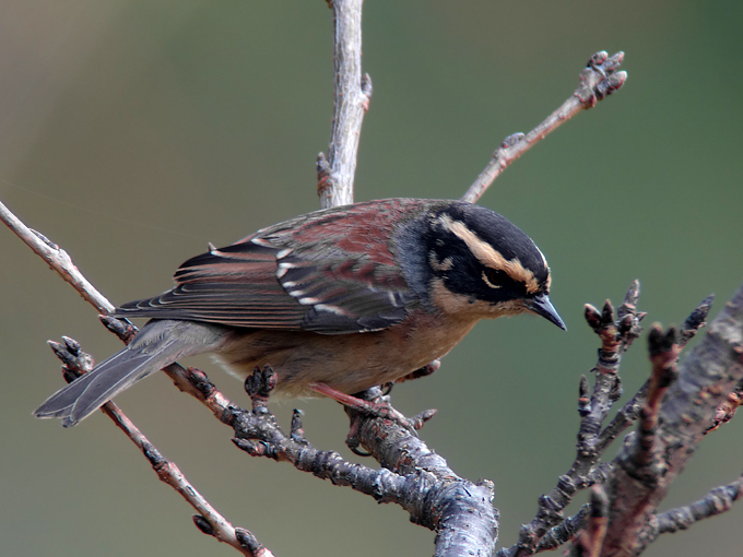 Siberian Accentor