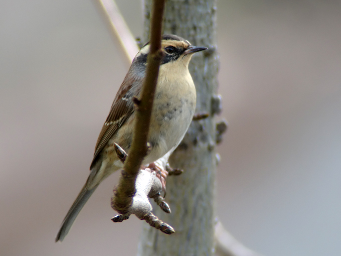 Siberian Accentor