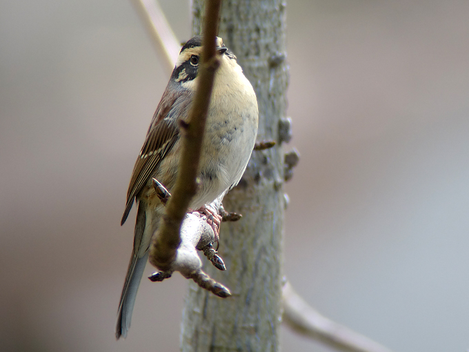 Siberian Accentor