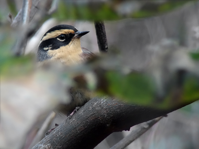 Siberian Accentor