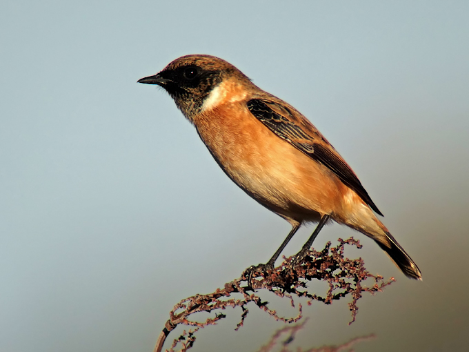 Stejneger's Stonechat