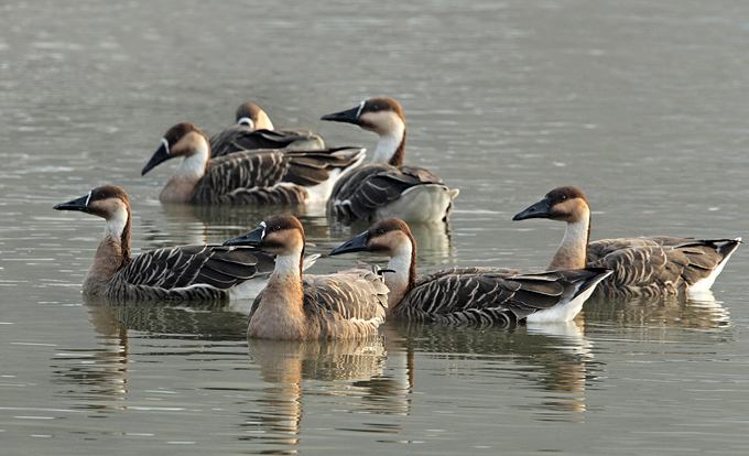 Swan Goose