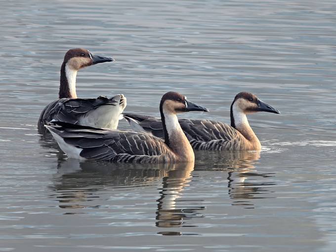 Swan Goose