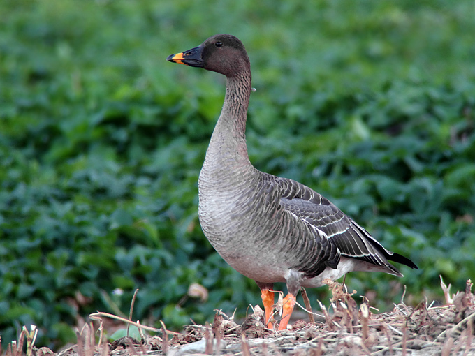 Taiga Bean Goose